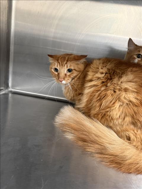Shelter Stray Male Cat last seen , 3201 Lacy St, Los Angeles, CA 90031, USA