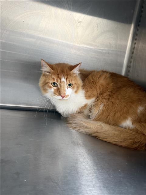 Shelter Stray Male Cat last seen , 3201 Lacy St, Los Angeles, CA 90031, USA