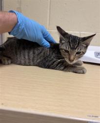 Shelter Stray Male Cat last seen HARRIS AVE & KNIGHTLINGER ST, 2127 Front St, Sacramento, CA 95818, USA