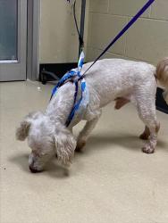 Shelter Stray Male Dog last seen Near BLOCK N TEUTONIA AVE, 3839 W Burnham St, West Milwaukee, WI 53215, USA