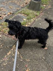 Lost Male Dog last seen Central, Chattanooga, TN 37403