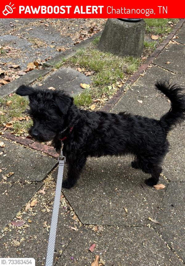 Lost Male Dog last seen Central, Chattanooga, TN 37403
