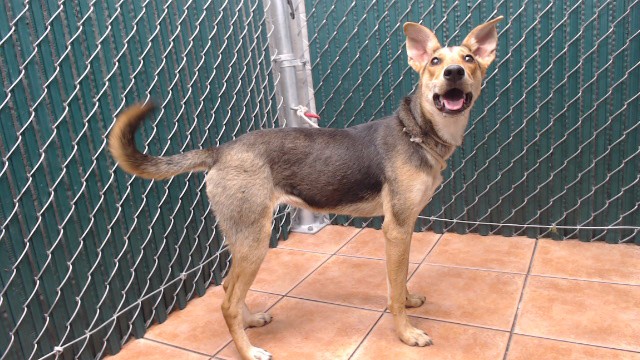 Shelter Stray Female Dog last seen , 11258 Garfield Ave, Downey, CA 90242, USA