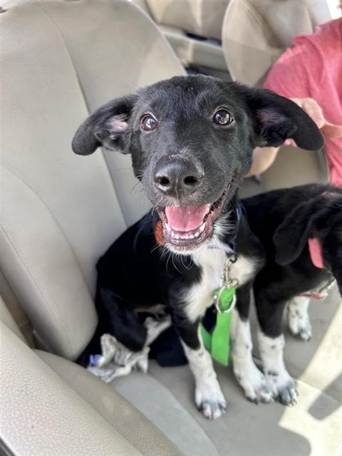 Shelter Stray Male Dog last seen , 4710 TX-151, San Antonio, TX 78227, USA