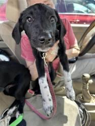Shelter Stray Female Dog last seen , 4710 TX-151, San Antonio, TX 78227, USA