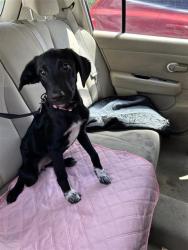 Shelter Stray Female Dog last seen , 4710 TX-151, San Antonio, TX 78227, USA