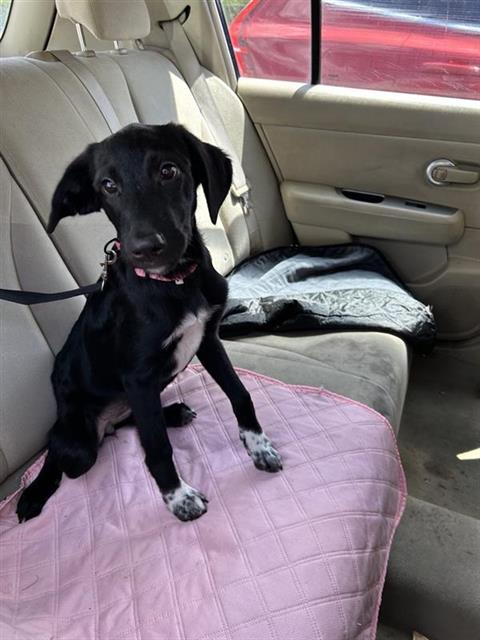 Shelter Stray Female Dog last seen , 4710 TX-151, San Antonio, TX 78227, USA