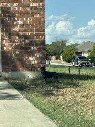 Found/Stray Unknown Dog last seen Joseph dr, Killeen, TX 76542