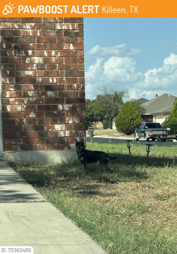 Found/Stray Unknown Dog last seen Joseph dr, Killeen, TX 76542