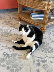 Lost Male Cat last seen Clare and Prairie Star Parkway, Lenexa, KS 66227