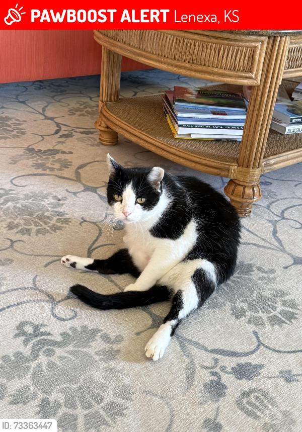 Lost Male Cat last seen Clare and Prairie Star Parkway, Lenexa, KS 66227