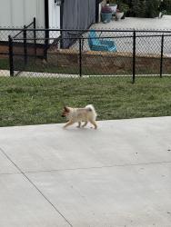 Reunited Unknown Dog last seen Kennedy Rise and N Clear Creek, Hendersonville, NC 28792
