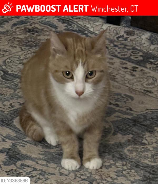 Lost Female Cat last seen Wallens Hill Road, Winchester, CT 06098