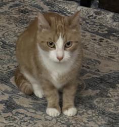 Lost Female Cat last seen Wallens Hill Road, Winchester, CT 06098