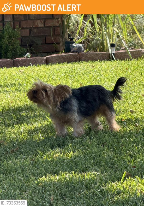 Found/Stray Unknown Dog last seen James street, Lauderdale County, AL 35645