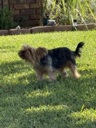 Found/Stray Unknown Dog last seen James street, Lauderdale County, AL 35645