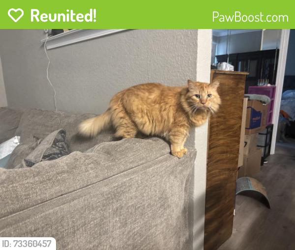 Reunited Male Cat last seen Near W Renner Rd, Richardson, TX 75080, USA, Richardson, TX 75080