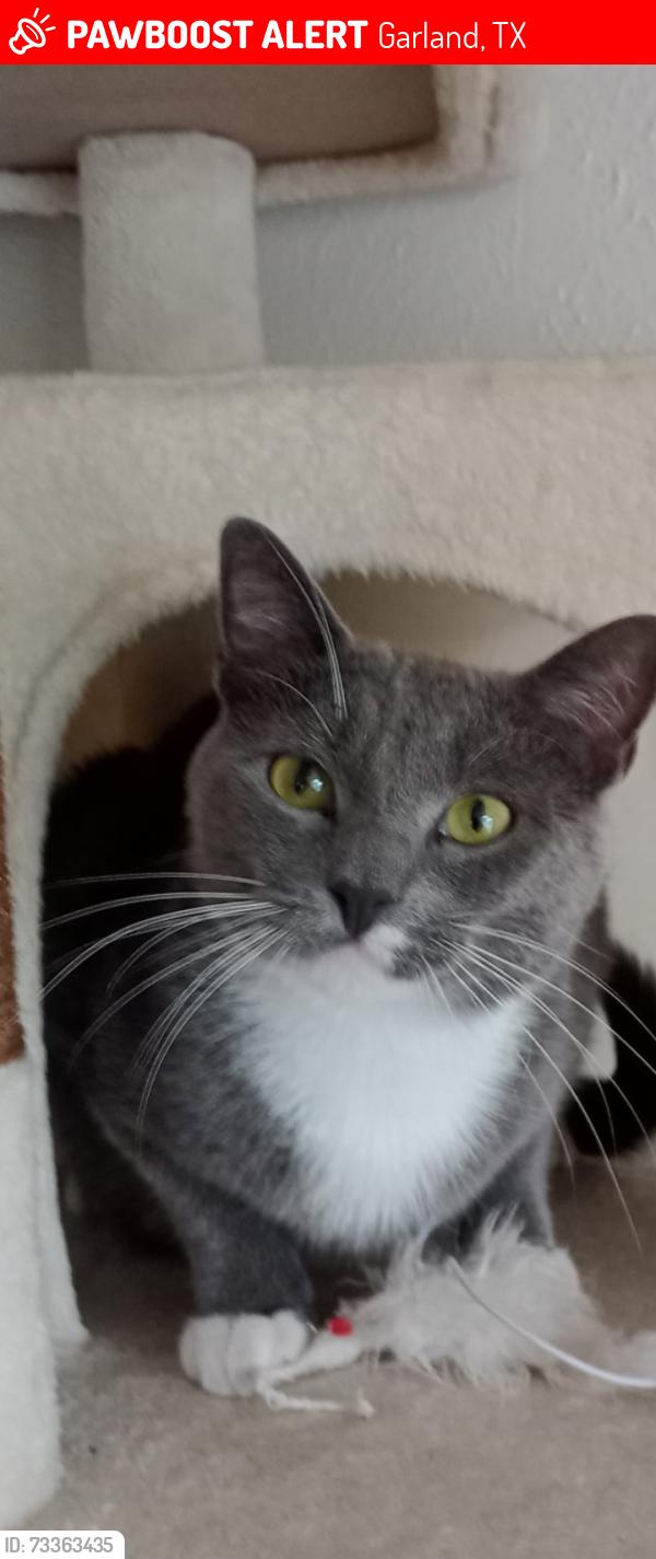 Lost Male Cat last seen Near Pamela Place, Garland, TX 75044