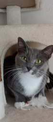 Lost Male Cat last seen Near Pamela Place, Garland, TX 75044