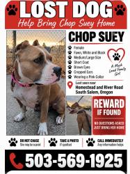 Lost Female Dog last seen River Road S & hmstd, Salem, OR 97302
