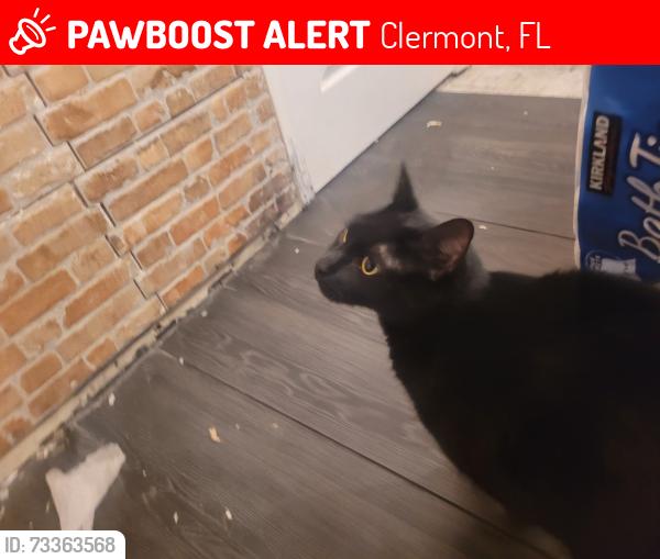 Lost Male Cat last seen old fifty, Clermont, FL 34715