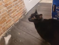 Lost Male Cat last seen old fifty, Clermont, FL 34715