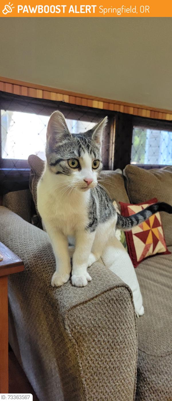 Found/Stray Unknown Cat last seen Indian Ford or Camp Creek, Springfield, OR 97478