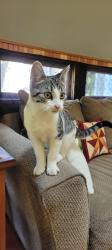Found/Stray Unknown Cat last seen Indian Ford or Camp Creek, Springfield, OR 97478