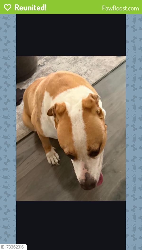 Reunited Male Dog last seen Half Hitch and Eldorado, Frisco, TX 75035