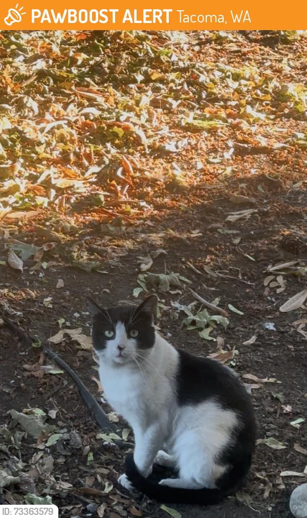 Found/Stray Unknown Cat last seen Near eleven, Tacoma, WA 98444