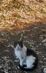Found/Stray Unknown Cat last seen Near eleven, Tacoma, WA 98444