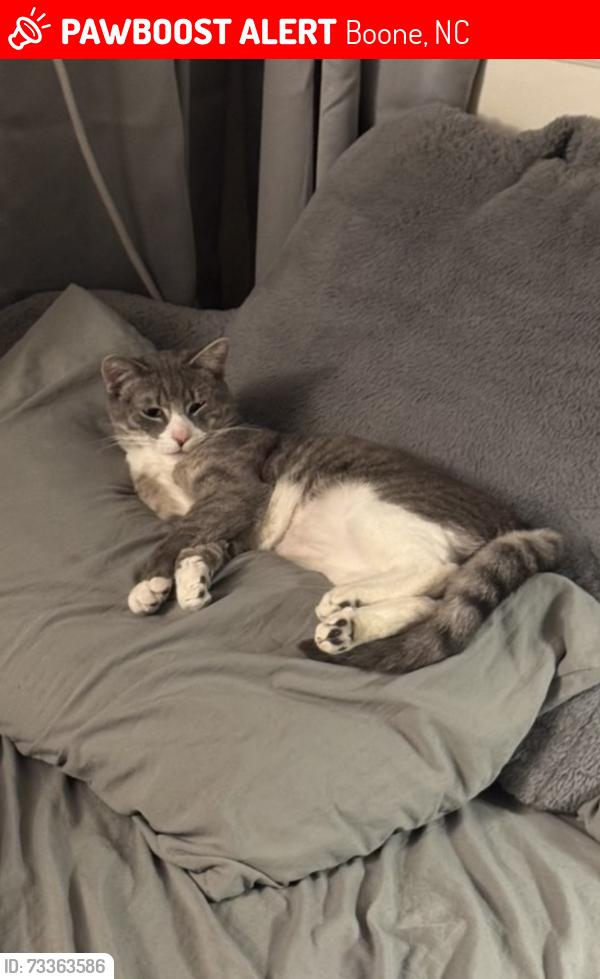 Lost Male Cat last seen Lilys bar, Boone, NC 28607