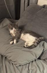Lost Male Cat last seen Lilys bar, Boone, NC 28607