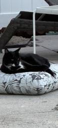 Lost Male Cat last seen Mariscal Lane and Arena, Mission Viejo, CA 92691