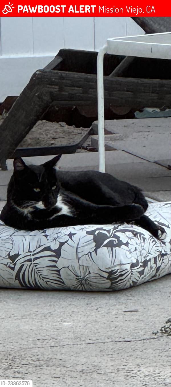 Lost Male Cat last seen Mariscal Lane and Arena, Mission Viejo, CA 92691