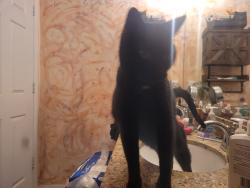 Lost Male Cat last seen old fifty, Clermont, FL 34715