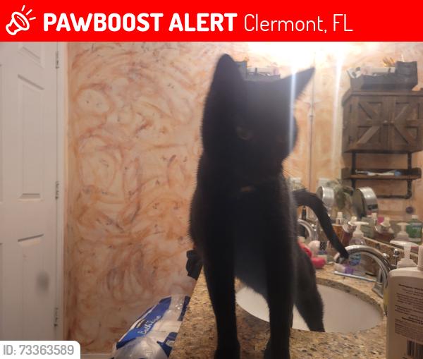 Lost Male Cat last seen old fifty, Clermont, FL 34715