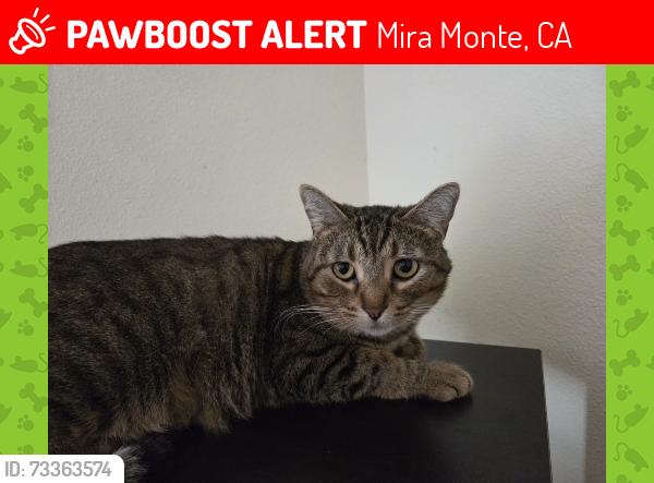 Lost Male Cat last seen Baldwin Rd, Mira Monte, CA 93023