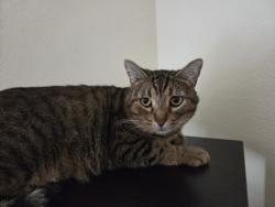 Lost Male Cat last seen Baldwin Rd, Mira Monte, CA 93023