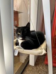 Reunited Male Cat last seen Near Buckingham Drive, Costa Mesa, CA 92626