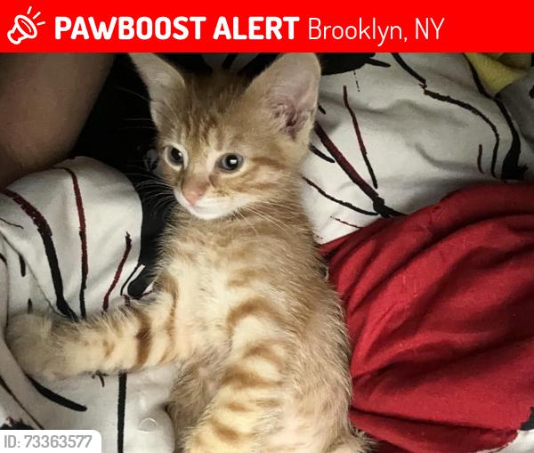 Lost Male Cat last seen New lots, Brooklyn, NY 11207