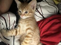 Lost Male Cat last seen New lots, Brooklyn, NY 11207