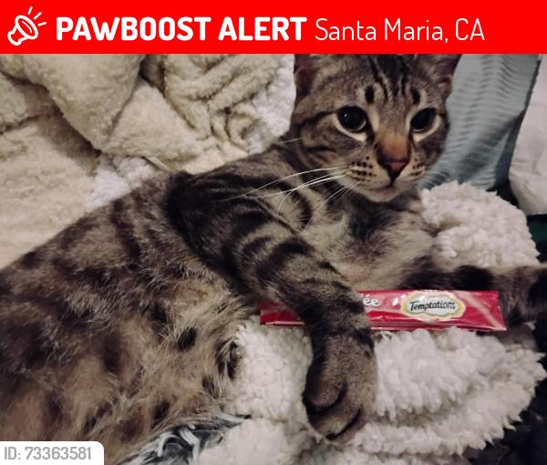 Lost Female Cat last seen 24hr.laundry by smart and final, Santa Maria, CA 93454