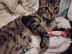 Lost Female Cat last seen 24hr.laundry by smart and final, Santa Maria, CA 93454