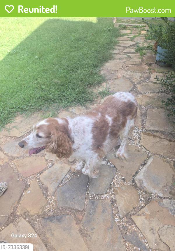 Reunited Male Dog last seen Maple Dr Asheville NC, Asheville, NC 28805