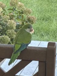 Found/Stray Unknown Bird last seen Long valley nj, Washington Township, NJ 07853