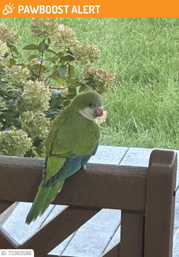 Found/Stray Unknown Bird last seen Long valley nj, Washington Township, NJ 07853
