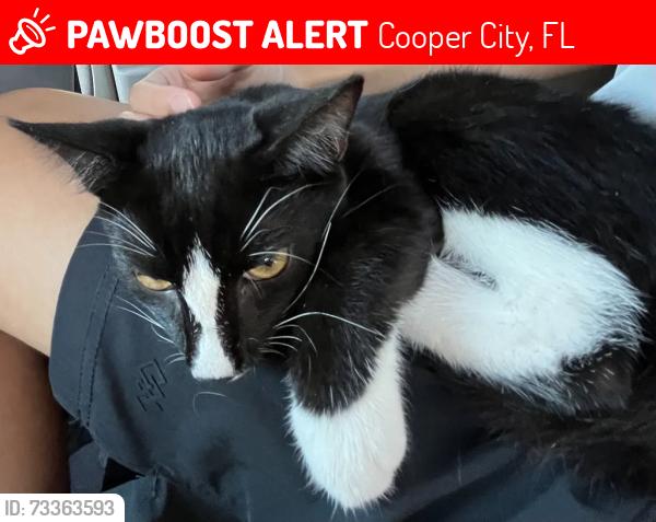 Lost Female Cat last seen Behind Wolf's steakhouse, Cooper City, FL 33328