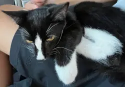 Lost Female Cat last seen Behind Wolf's steakhouse, Cooper City, FL 33328