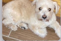 Reunited Male Dog last seen Chicago, IL 60651, USA, Chicago, IL 60651